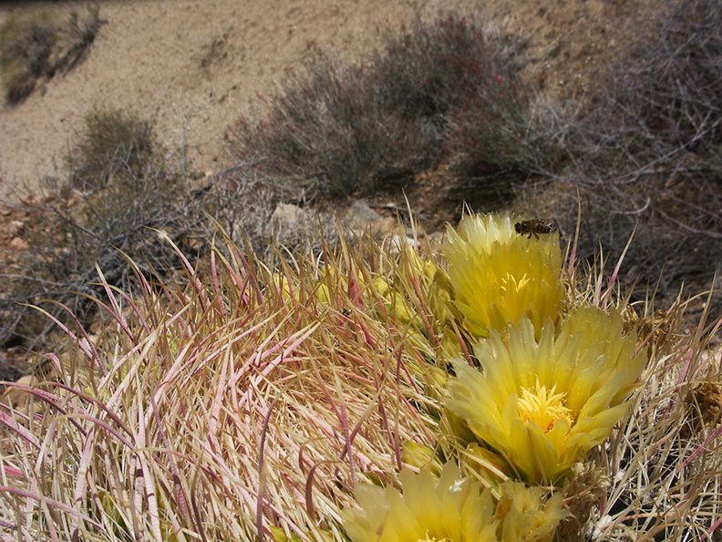 Ferocactus-cylindraceus-barrel-cactus-flowering-Rainbow-Canyon-2012-02-18-IMG_0535.jpg