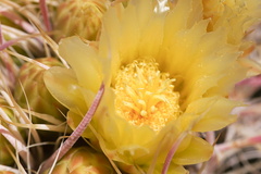Ferocactus-cylindraceus-barrel-cactus-flowering-Rainbow-Canyon-2012-02-18-IMG 3963