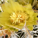 Ferocactus-cylindraceus-barrel-cactus-flowers-Rainbow-Canyon-2012-02-18-IMG 3991