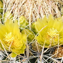 Ferocactus-cylindraceus-barrel-cactus-flowers-Rainbow-Canyon-2012-02-18-IMG 3993
