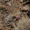 Ferocactus-cylindraceus-barrel-cactus-rock-habitat-Rainbow-Canyon-2012-02-18-IMG 0512