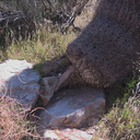 Ferocactus-cylindraceus-barrel-cactus-root-Rainbow-Canyon-2012-02-18-IMG 0513