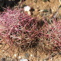Ferocactus-cylindraceus-barrel-cactus-young-plants-Rainbow-Canyon-2012-02-18-IMG 3976