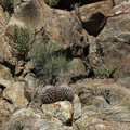 Ferocactus-pair-on-rock-Rainbow-Canyon-2012-02-18-IMG 3930