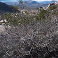 Krameria-erecta-littleleaf-ratany-vegetative-Blair-Valley-campsite-2012-02-19-IMG 0589