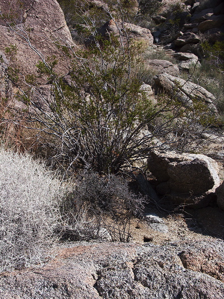 Krameria-erecta-littleleaf-ratany-vegetative-Blair-Valley-campsite-2012-02-19-IMG_0596.jpg