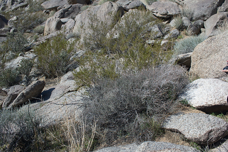 Krameria-erecta-littleleaf-ratany-vegetative-Blair-Valley-campsite-2012-02-19-IMG_4035.jpg