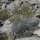 Krameria-erecta-littleleaf-ratany-vegetative-Blair-Valley-campsite-2012-02-19-IMG 4035