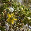 Larrea-tridentata-creosote-bush-June-Wash-Anza-Borrego-2012-03-12-IMG 0986