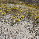 Lasthenia-californica-goldfields-carpet-Blair-Valley-pictographs-trail-Anza-Borrego-2012-03-11-IMG 0888