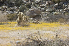 Lasthenia-californica-goldfields-carpet-Blair-Valley-pictographs-trail-Anza-Borrego-2012-03-11-IMG 4145