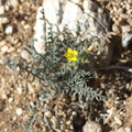 Mentzelia-albicaulis-small-flowered-blazing-star-Rainbow-Canyon-2012-02-18-IMG 3979