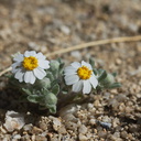 Monoptilon-bellioides-desert-star-Blair-Valley-pictographs-trail-Anza-Borrego-2012-03-11-IMG 4128