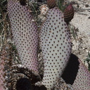 Opuntia-basilaris-beavertail-cactus-Blair-Valley-pictographs-trail-Anza-Borrego-2012-03-11-IMG 0952