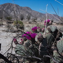 Opuntia-basilaris-beavertail-cactus-June-Wash-Anza-Borrego-2012-03-12-IMG 1011