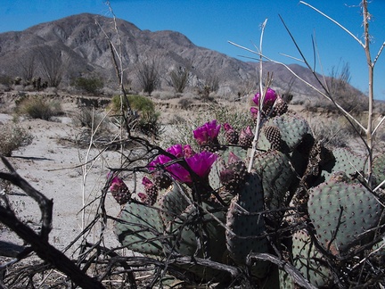 Opuntia-basilaris-beavertail-cactus-June-Wash-Anza-Borrego-2012-03-12-IMG 1011