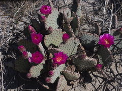 Opuntia-basilaris-beavertail-cactus-June-Wash-Anza-Borrego-2012-03-12-IMG 1013
