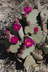 Opuntia-basilaris-beavertail-cactus-June-Wash-Anza-Borrego-2012-03-12-IMG 4270