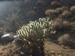 Opuntia-echinocarpa-silver-cholla-Rainbow-Canyon-2012-02-18-IMG 0556