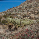 Opuntia-echinocarpa-silver-cholla-Rainbow-Canyon-2012-02-18-IMG 0562