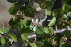 Peraphyllum-ramosissimum-crab-apple-Rainbow-Canyon-2012-02-18-IMG 3942