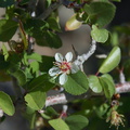Peraphyllum-ramosissimum-crab-apple-Rainbow-Canyon-2012-02-18-IMG 3942