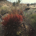 Phoradendron-californicum-desert-mistletoe-red-fruit-Rainbow-Canyon-2012-02-18-IMG 0523