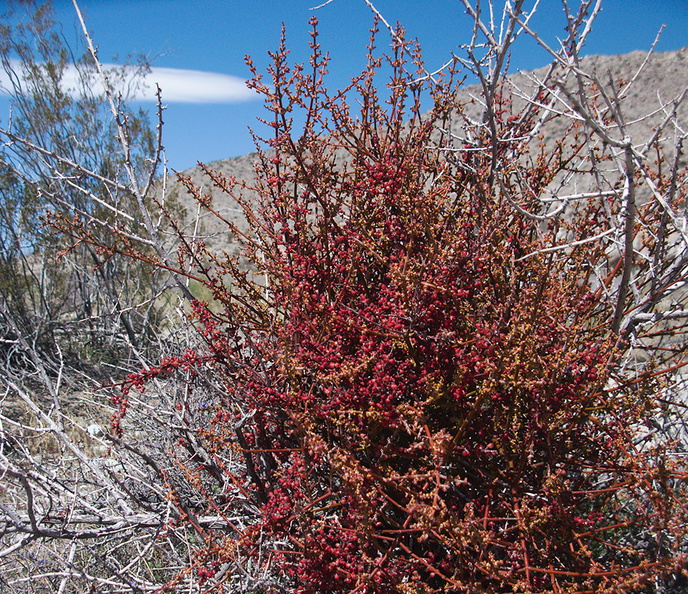Phoradendron-californicum-mistletoe-Blair-Valley-pictographs-trail-Anza-Borrego-2012-03-11-IMG_0946.jpg