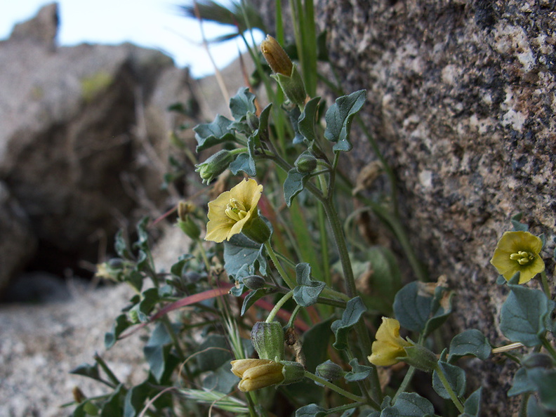 Physalis-crassifolia-thick-leaved-ground-cherry-Blair-Valley-Anza-Borrego-2012-03-11-IMG 0809