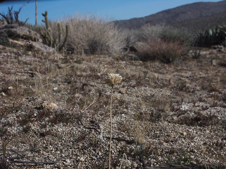 Salvia-columbariae-seed-head-Blair-Valley-campsite-2012-02-19-IMG_0584.jpg