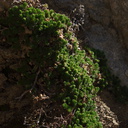 Selaginella-sp-eremophila-Rainbow-Canyon-2012-02-18-IMG 0509