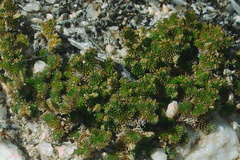 Selaginella-sp-eremophila-spike-moss-Rainbow-Canyon-2012-02-18-IMG 0551