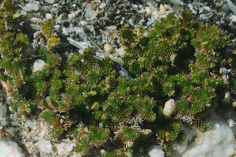 Selaginella-sp-eremophila-spike-moss-Rainbow-Canyon-2012-02-18-IMG_0551.jpg