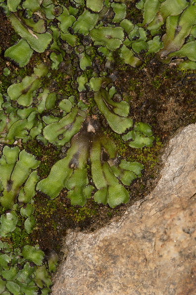 Targionia-sp-thallose-liverwort-Rainbow-Canyon-2012-02-18-IMG_3951.jpg