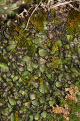 Targionia-sp-thallose-liverwort-Rainbow-Canyon-2012-02-18-IMG 3954