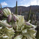 Yucca-schidigera-Mojave-yucca-Blair-Valley-pictographs-trail-Anza-Borrego-2012-03-11-IMG 0828