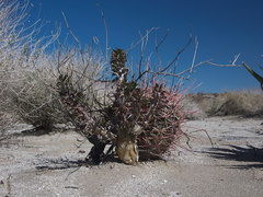 barrel-cactus-and-thorn-shrub-June-Wash-Anza-Borrego-2012-03-12-IMG 1026