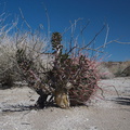barrel-cactus-and-thorn-shrub-June-Wash-Anza-Borrego-2012-03-12-IMG_1026.jpg