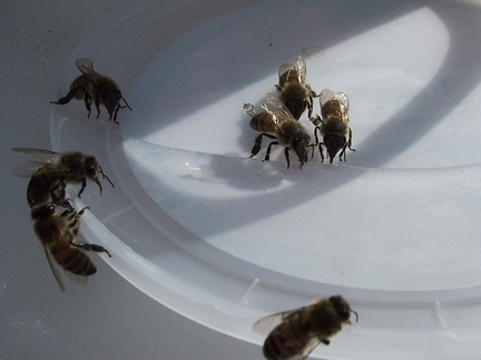 bees-wanting-water-Blair-Valley-Anza-Borrego-2012-03-11-IMG 0819