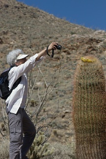 photographing-the-photographers-of-Ferocactus-cylindraceus-Rainbow-Canyon-2012-02-18-IMG 3956