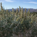 Ambrosia-dumosa-burrobush-Box-Canyon-Joshua-Tree-2011-11-11-IMG 0075