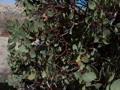 Arctostaphylos-glauca-big-berry-manzanita-bark-Barker-Dam-trail-Joshua-Tree-2011-11-13-IMG 0169