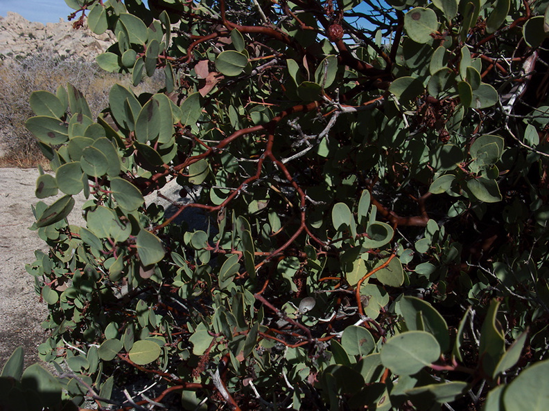 Arctostaphylos-glauca-big-berry-manzanita-bark-Barker-Dam-trail-Joshua-Tree-2011-11-13-IMG_0169.jpg