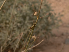 Asclepias-asperula-antelope-horns-indet-grasshopper-Box-Canyon-Joshua-Tree-2011-11-11-mriley-CRW 8998