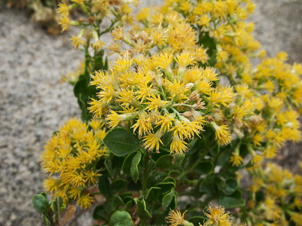 Asteraceae-indet-Chrysothamnus-sp-Hidden-Valley-Joshua-Tree-2010-11-20-IMG 6619