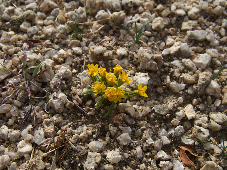 Asteraceae-indet-tiny-plant-yellow-flowers-NW-Joshua-Tree-2010-11-20-IMG_6599.jpg