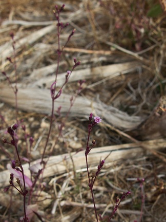 Boerhavia-triquetra-slender-spiderling-roadside-NW-Joshua-Tree-2010-11-20-IMG 6602
