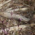 Boerhavia-triquetra-slender-spiderling-roadside-NW-Joshua-Tree-2010-11-20-IMG 6602