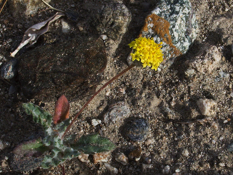 Chaenactis-glabriuscula-yellow-pincushion-Box-Canyon-Joshua-Tree-2011-11-11-IMG_0044.jpg