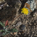 Chaenactis-glabriuscula-yellow-pincushion-Box-Canyon-Joshua-Tree-2011-11-11-IMG 0044
